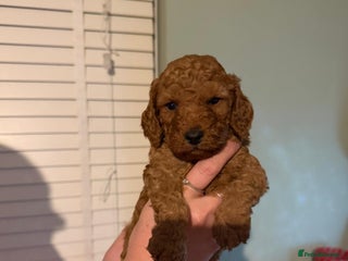 Cockapoo dogs 6 gorgeous Cockapoo puppies for sale - Advert 18