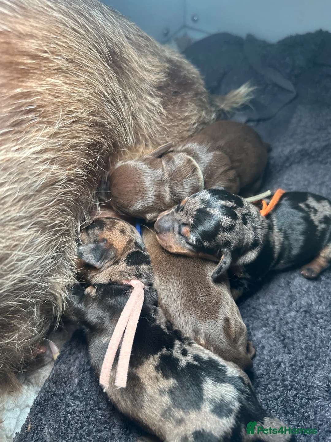 Miniature Dachshund dogs for sale: Kc heath tested wire puppies  - Advert 15