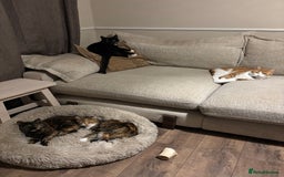 Mixed Breed cats for sale: Cats looking for new loving home  - Image 2