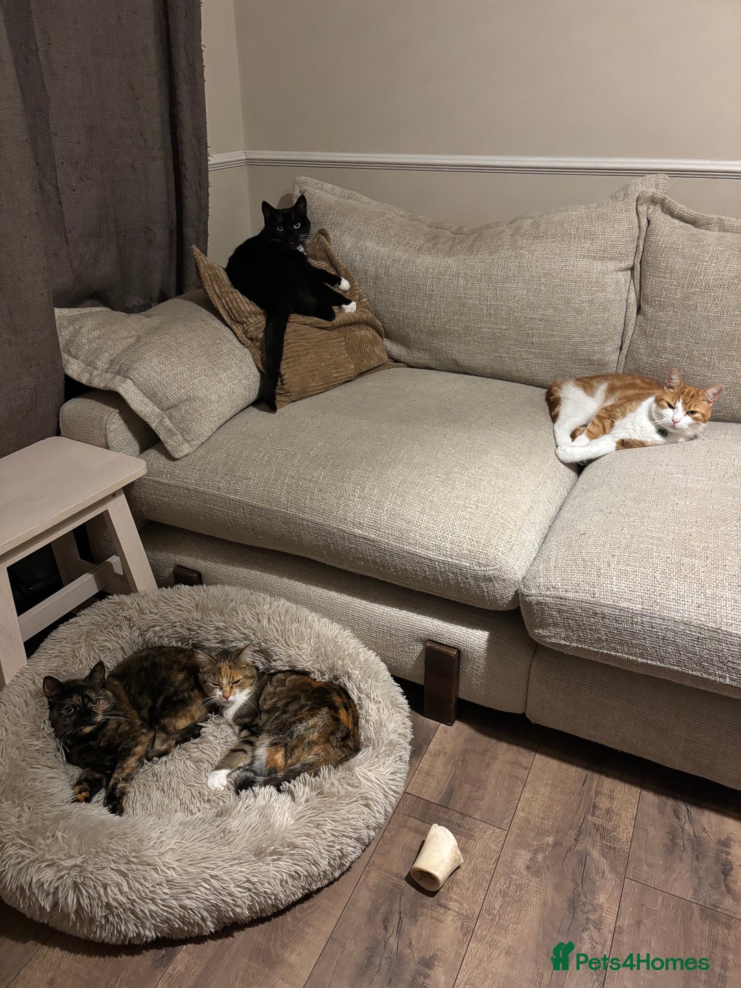 Mixed Breed cats for sale: Cats looking for new loving home  - Image 2