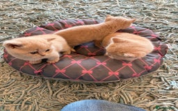 British Shorthair cats for sale: 3 LEFT - TICA BRITISH SHORTHAIRED KITTENS - Image 21