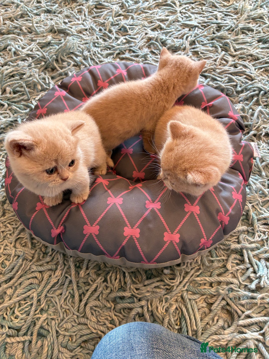 British Shorthair cats for sale: 3 LEFT - TICA BRITISH SHORTHAIRED KITTENS - Image 21