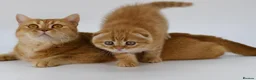 Scottish Fold cats for sale: LICENSED CATTERY, PURE BREED TOP QUALITY KITTENS - Advert 21