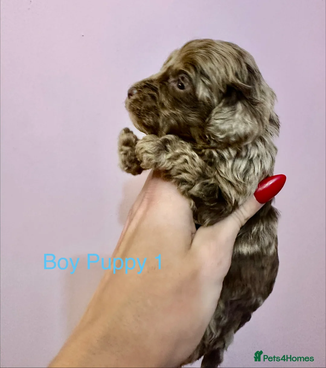 Cockapoo dogs for sale: Lovely American Cockapoo Pups Chocolates & Merles  - Advert 20
