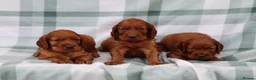 Irish Setter dogs for sale: Confident loving Irish Setter puppies  - Advert 11