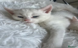 Turkish Van cats for sale: Half Turkish van kittens - Image 7