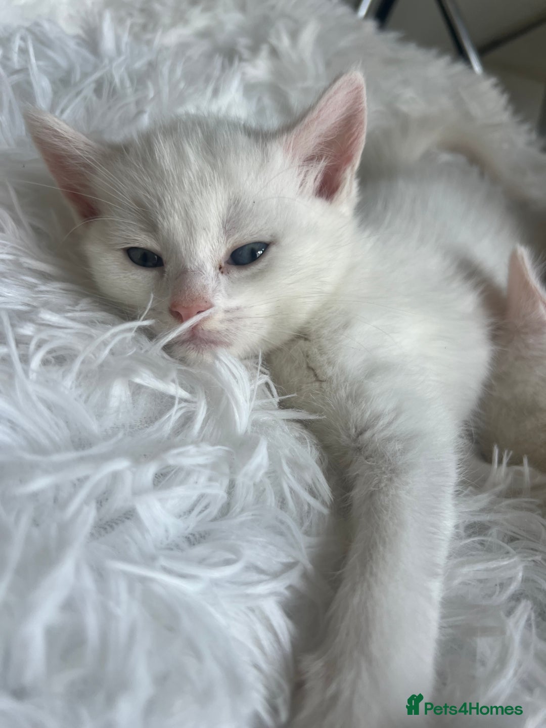 Turkish Van cats for sale: Half Turkish van kittens - Image 7