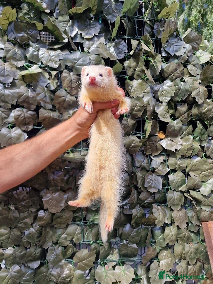 Ferret rodents Last 2 Longer haired Jills - Advert 1