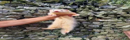 Ferret rodents for sale: Last 2 Longer haired Jills in Bracknell - Advert 1