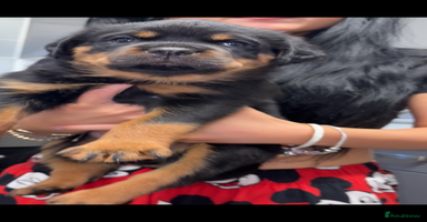 Rottweiler dogs - Advert 8