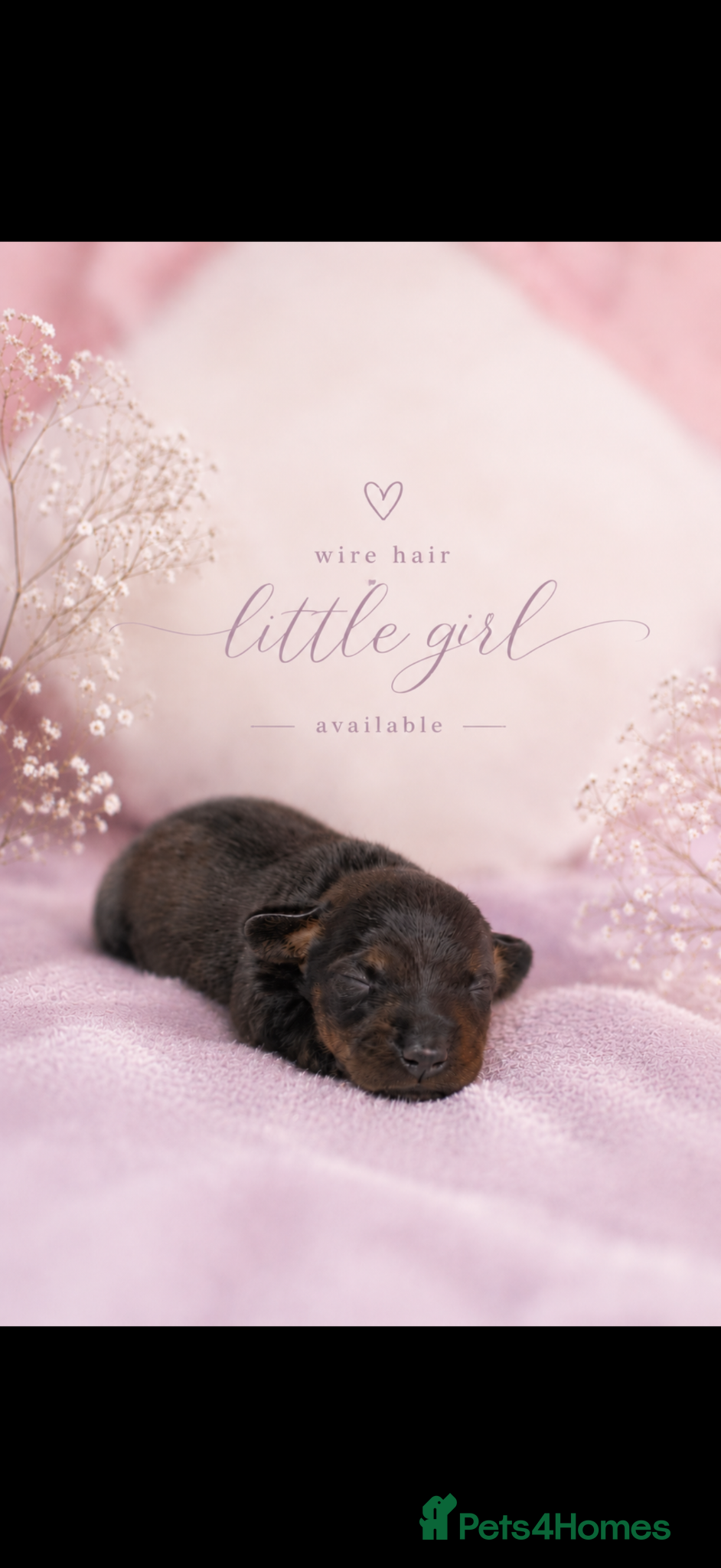 Miniature Dachshund dogs KC miniature wire hair dachshund  - Advert 1