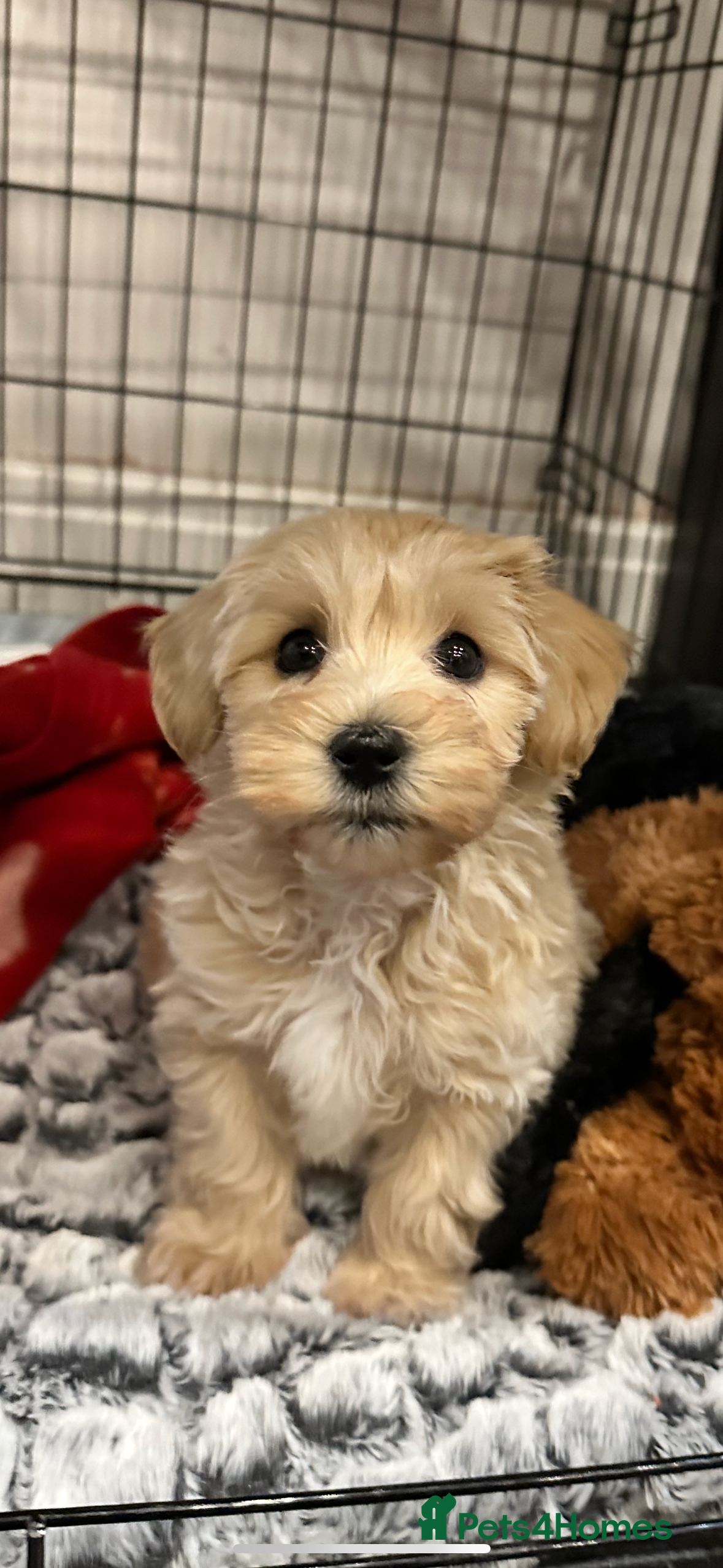 Maltipoo dogs F1 Maltipoo Pup 9 weeks - Advert 1