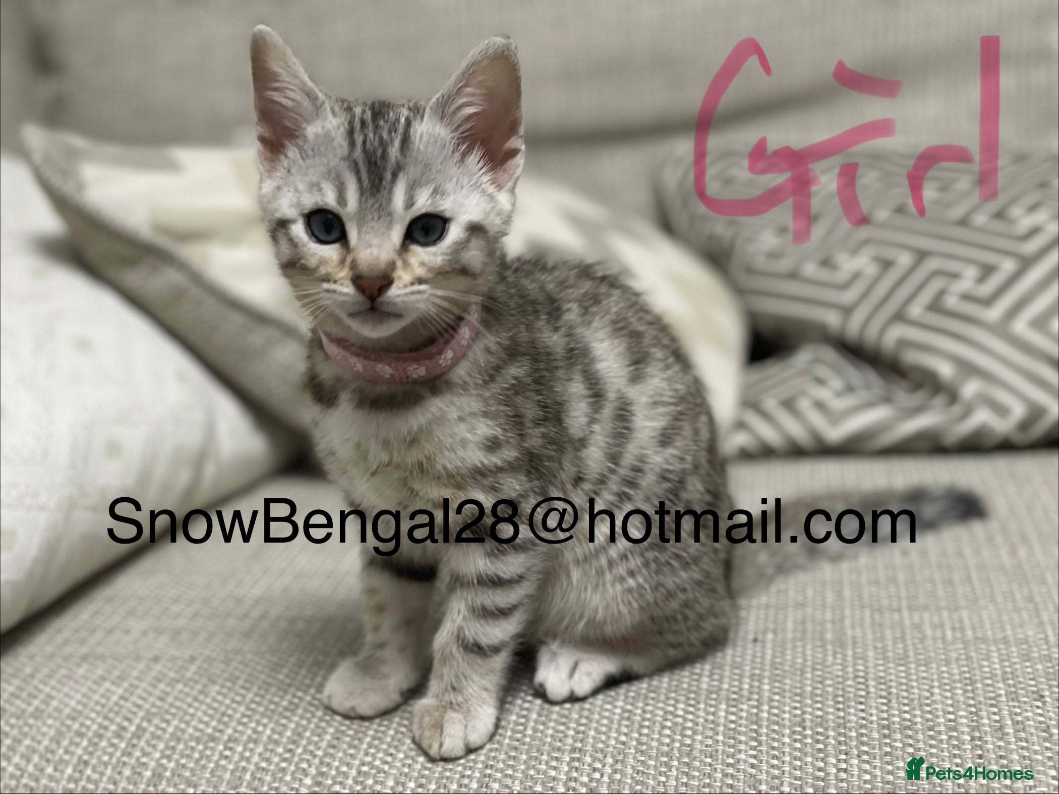 Bengal cats for sale: Bengal silver snow & Brown Rosette - Advert 1