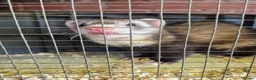 Ferret rodents for sale: Ferrets silver jills x2  - Advert 13