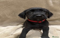 Mixed Breed dogs for sale: Springer Schnoodle puppies  - Advert 10