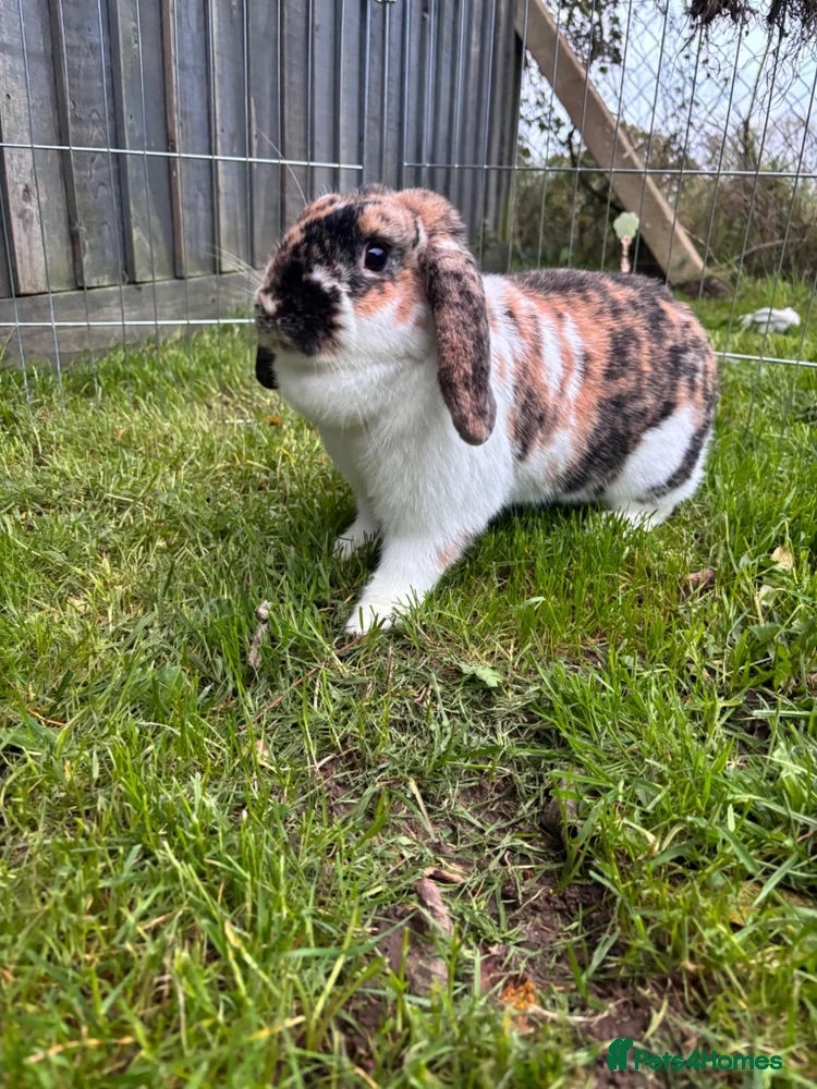 Dwarf Lop rabbits Dwarf lop for rehoming  - Advert 12