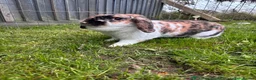 Dwarf Lop rabbits for sale: Dwarf lop for rehoming  - Advert 1
