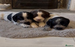 Cocker Spaniel dogs for sale: 2 blue roan cocker spaniel puppies &tri colour pup - Image 8