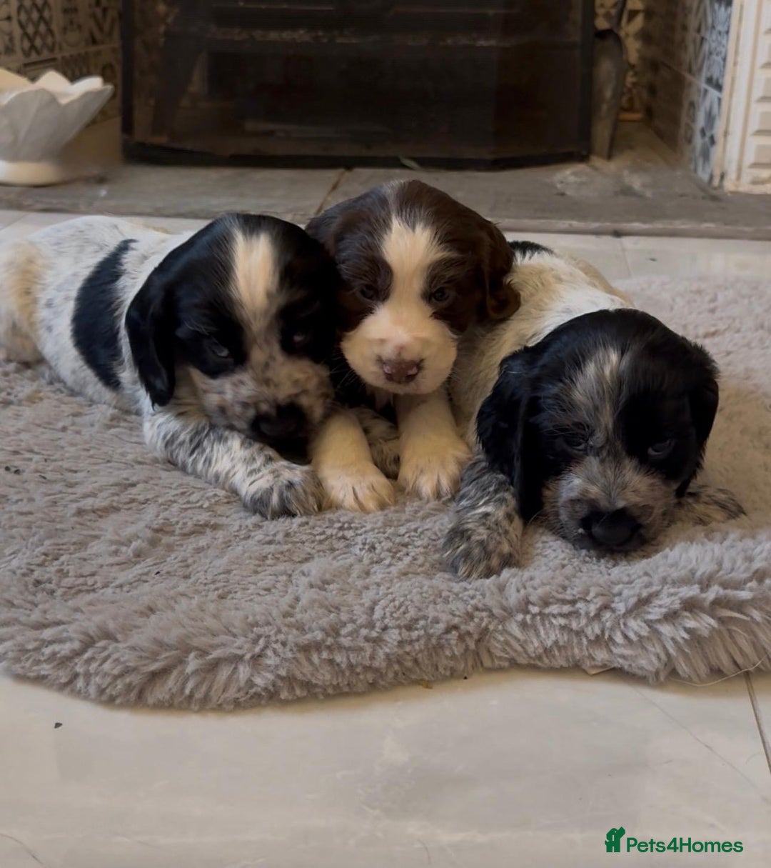 Cocker Spaniel dogs for sale: 2 blue roan cocker spaniel puppies &tri colour pup - Image 8