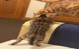 Bengal cats for sale: ⭐️⭐️QUALITY BENGAL FEMALE KITTEN⭐️⭐️ - Image 6
