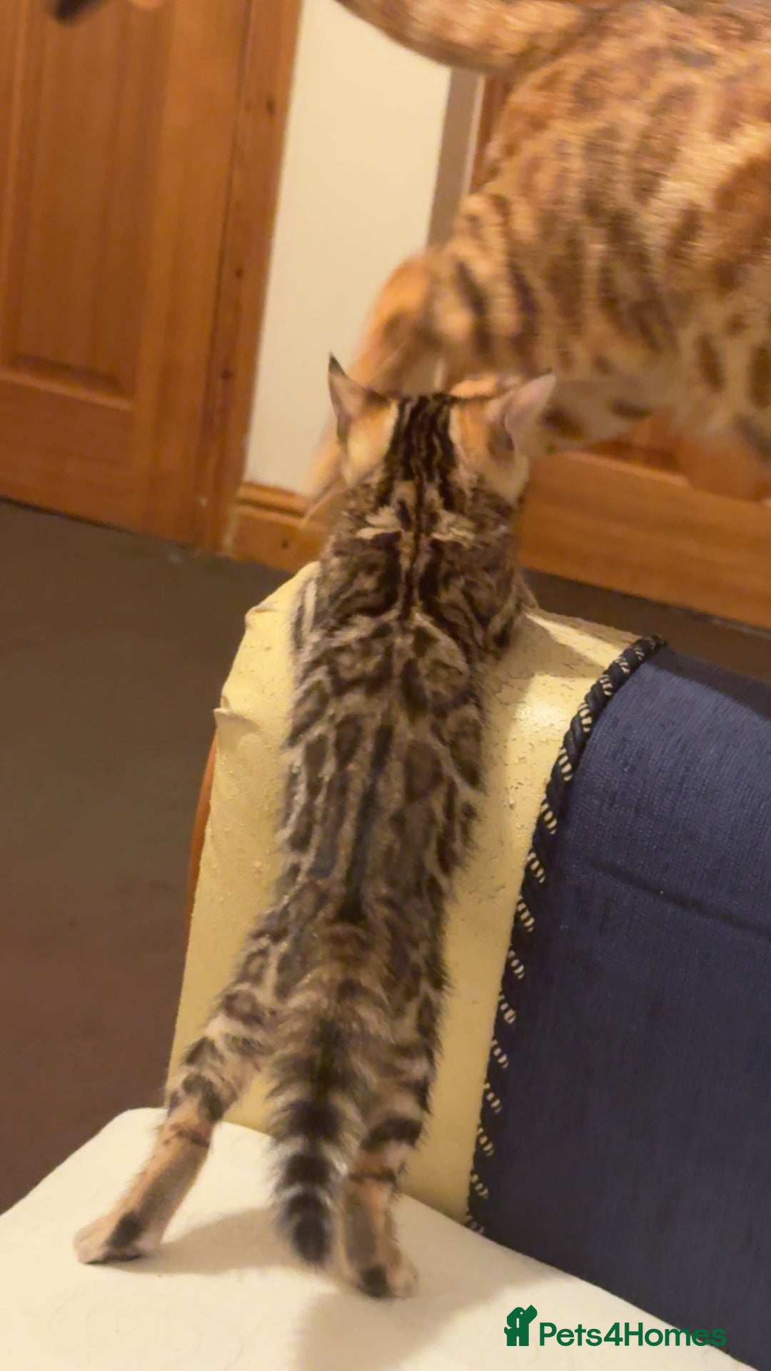 Bengal cats for sale: ⭐️⭐️QUALITY BENGAL FEMALE KITTEN⭐️⭐️ - Image 6
