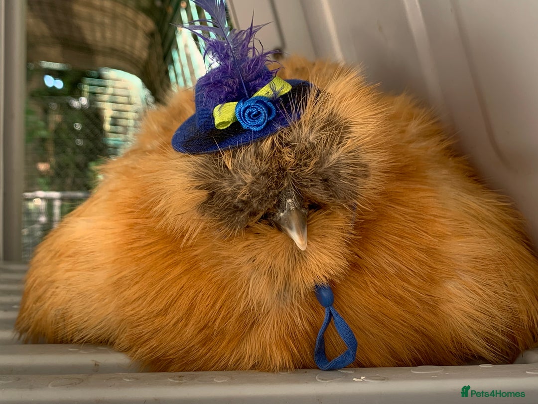 Chickens poultry for sale: 2x silkies 1x polish  - Image 1
