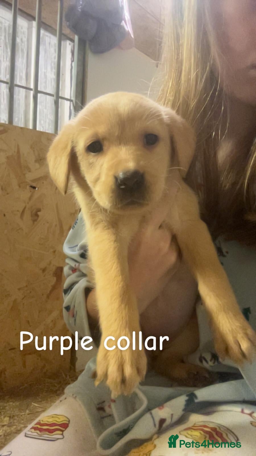 Labrador Retriever dogs Labrador puppies - Advert 1