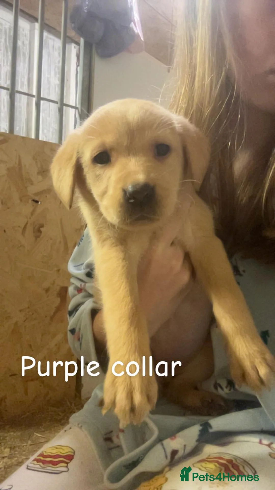 Labrador Retriever dogs for sale: Labrador puppies - Advert 1