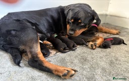 Rottweiler dogs for sale: Rottweiler Puppies – 3 Beautiful Girls Ready now! - Image 8