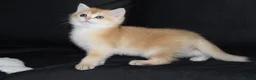 British Shorthair cats for sale: TICA pedigree pure breed golden kittens - Advert 19