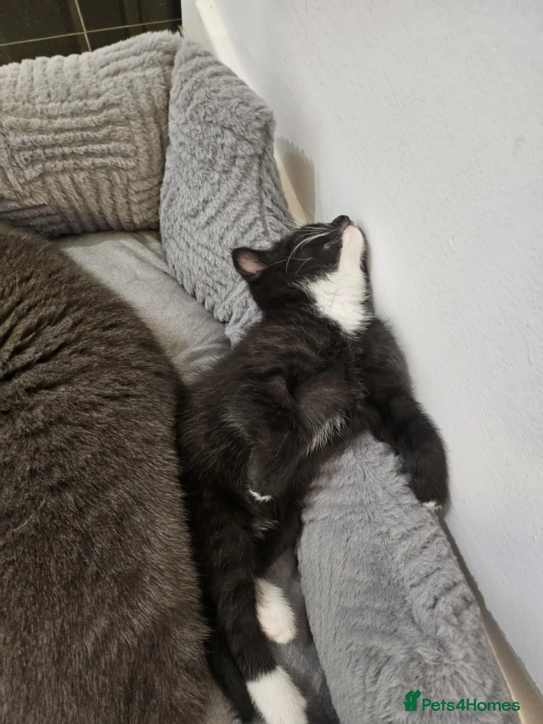 Mixed Breed cats for sale: Two beautiful mixed with British shorthairs  in Basildon - Advert 7