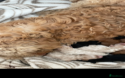 Cavapoo dogs for sale: F1b cavapoo fur babies therapy dog lines  - Image 1