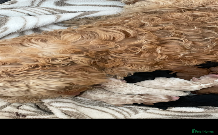 Cavapoo dogs - Advert 8