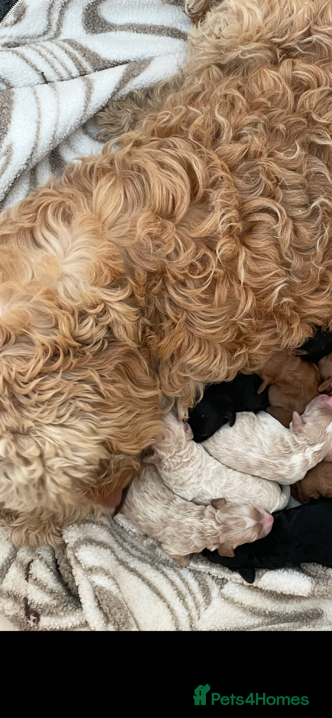 Cavapoo dogs for sale: F1b cavapoo fur babies therapy dog lines  - Image 1