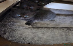 British Shorthair cats for sale: Gabriel Vasile  - Image 10