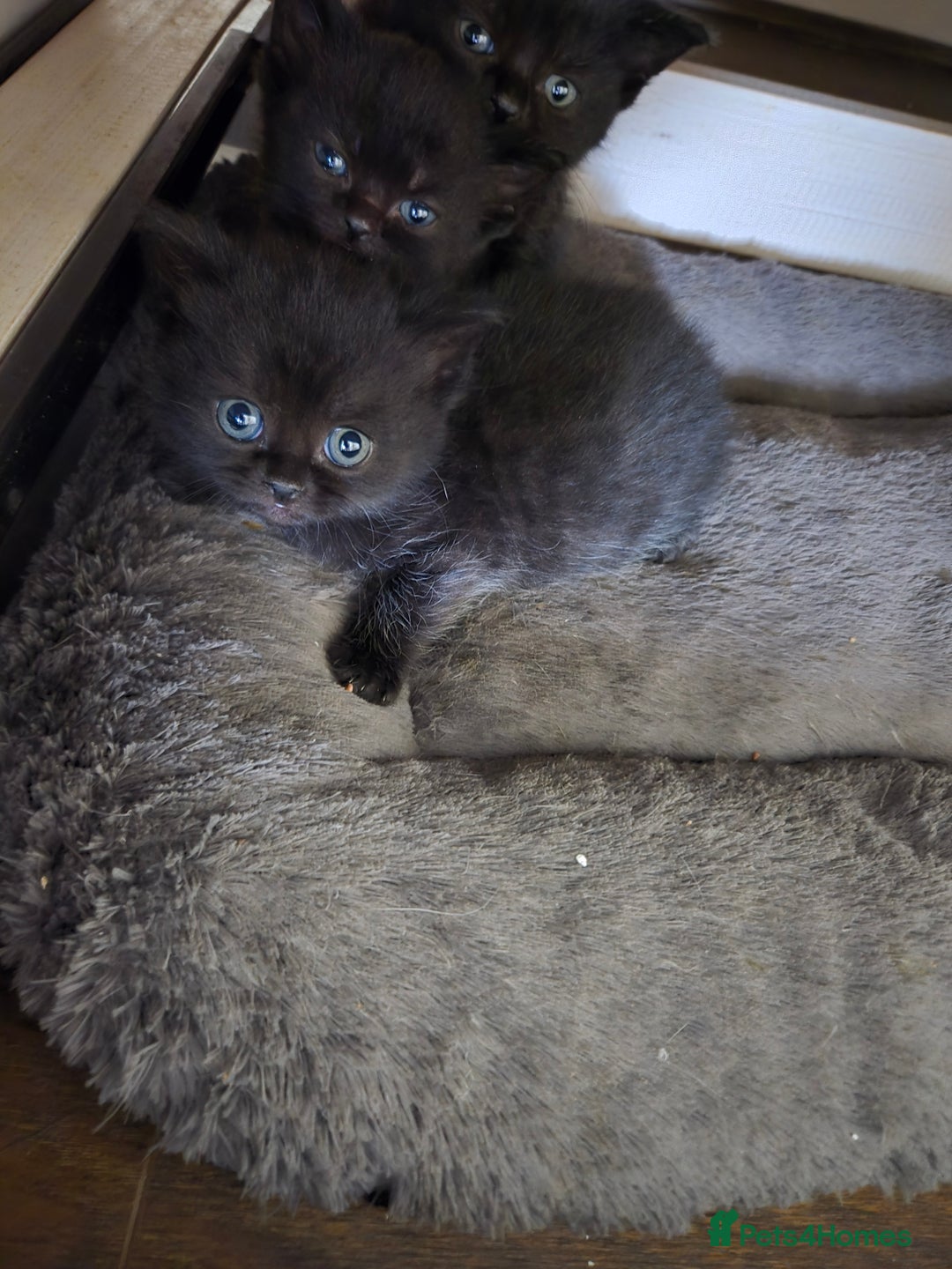 British Shorthair cats for sale: Gabriel Vasile  - Image 10