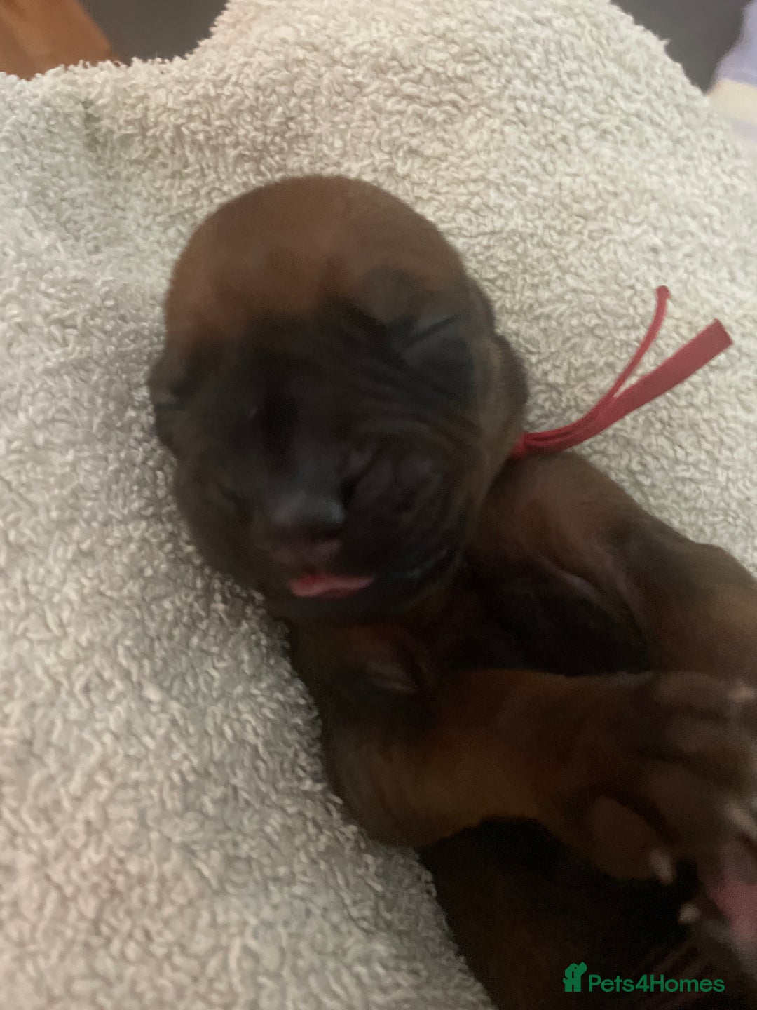 Rhodesian Ridgeback dogs for sale: Beautiful Rhodesian Ridgeback pups - Advert 23