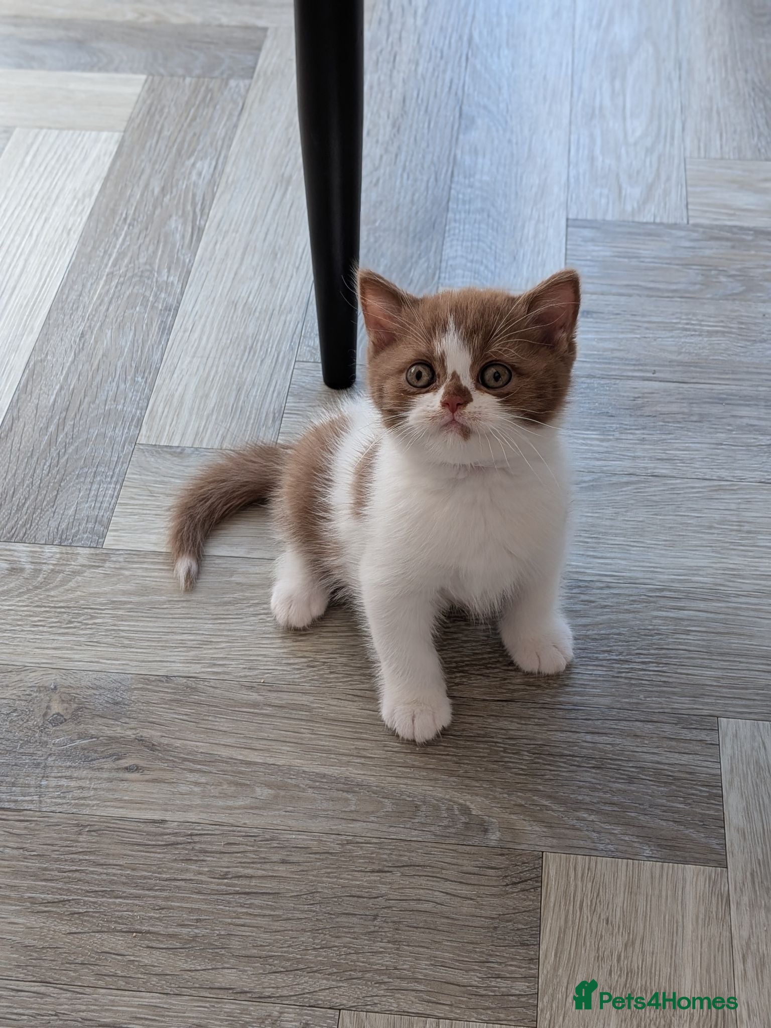 British Shorthair cats GCCF Registered Kittens  - Advert 1