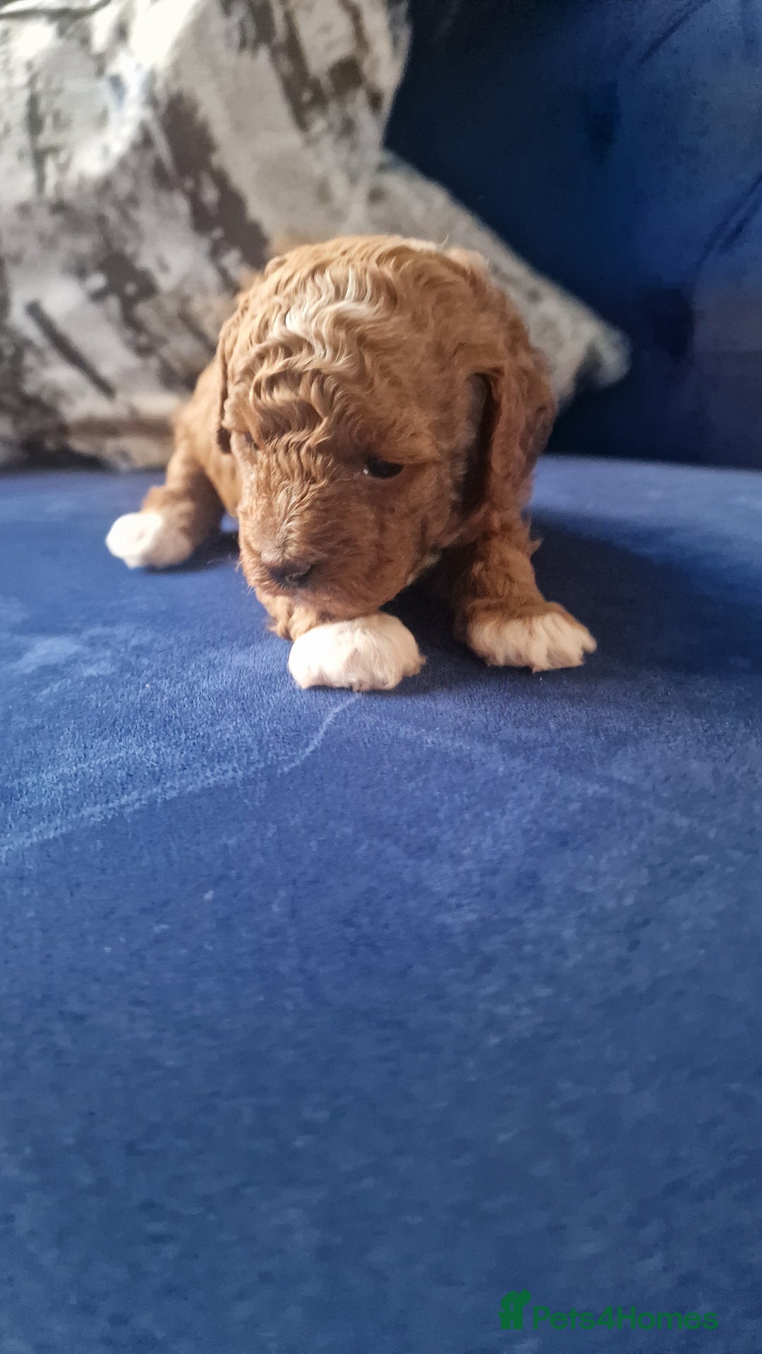 Cavapoo dogs for sale: Cavapoo f1b - Image 11