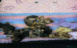 Miniature Dachshund dogs for sale: Stunning Silver & Chocolate Dapple Miniatures - Image 9
