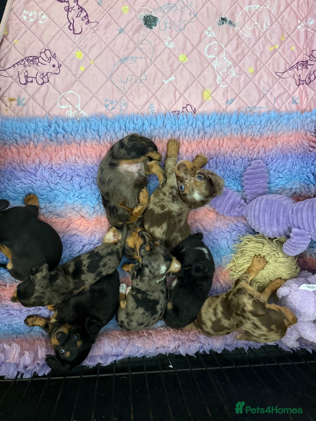 Miniature Dachshund dogs for sale: Stunning Silver & Chocolate Dapple Miniatures - Image 9