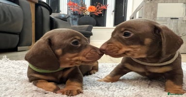 Miniature Dachshund dogs - Advert 14