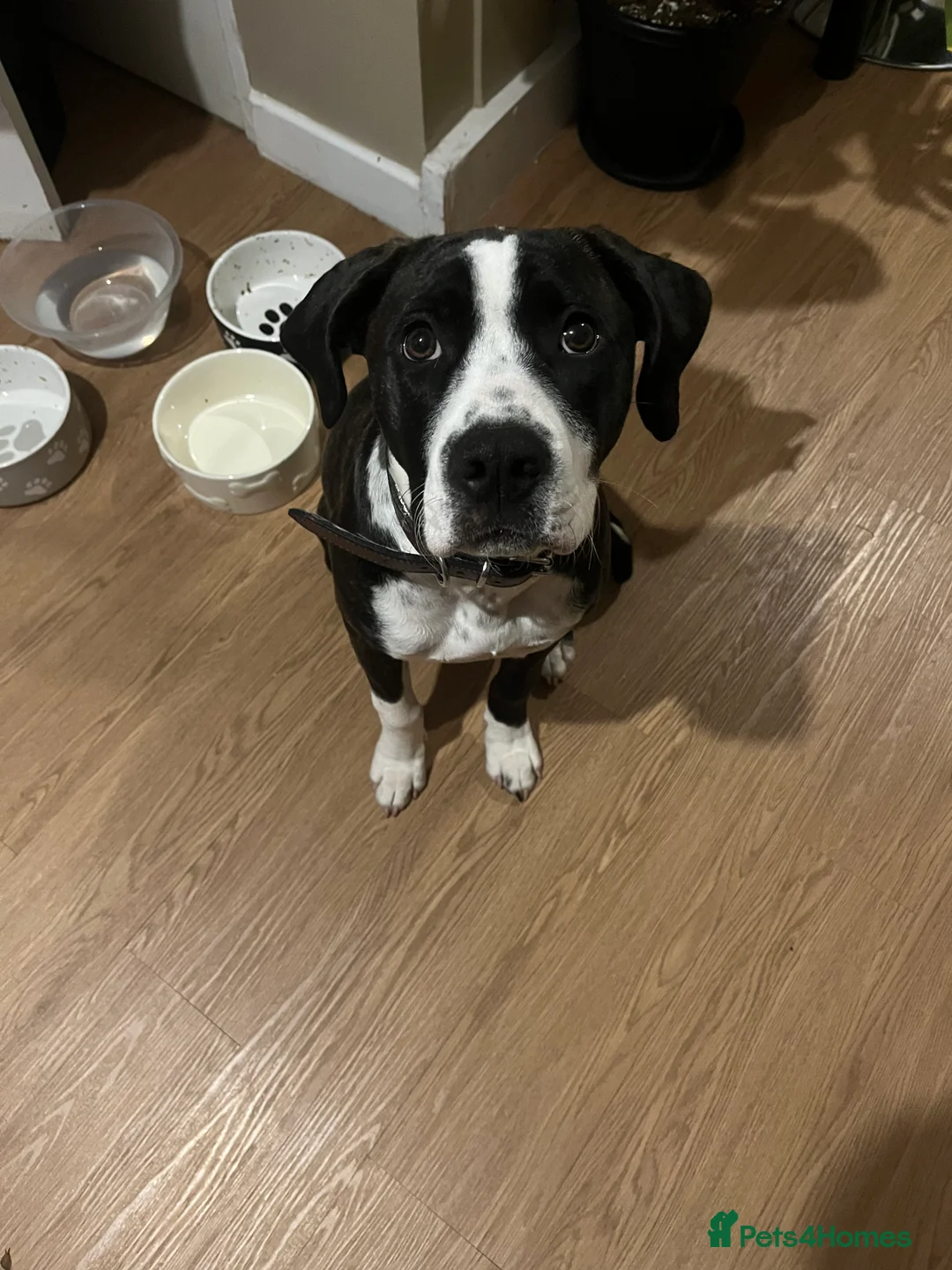 Mixed Breed dogs for sale: Boxer/staffy  - Advert 1