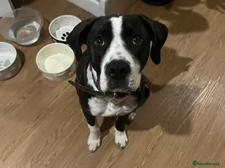 Mixed Breed dogs Boxer/staffy - Advert 1