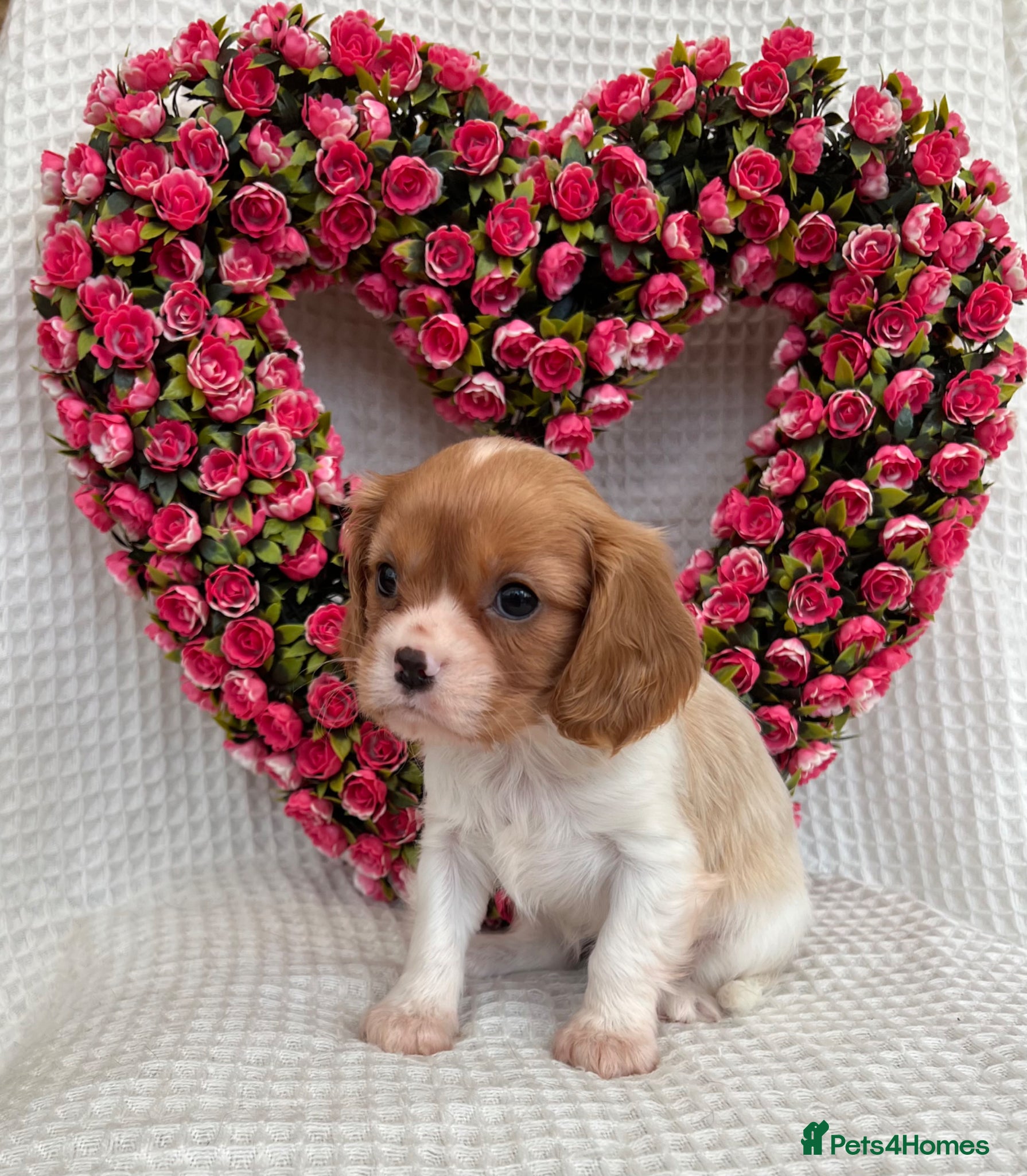 Cavalier King Charles Spaniel dogs Stunning Cavalier King Charles puppies  - Advert 2