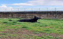 German Shepherd dogs for sale: KC Reg Working Line GSD pups. - Image 3