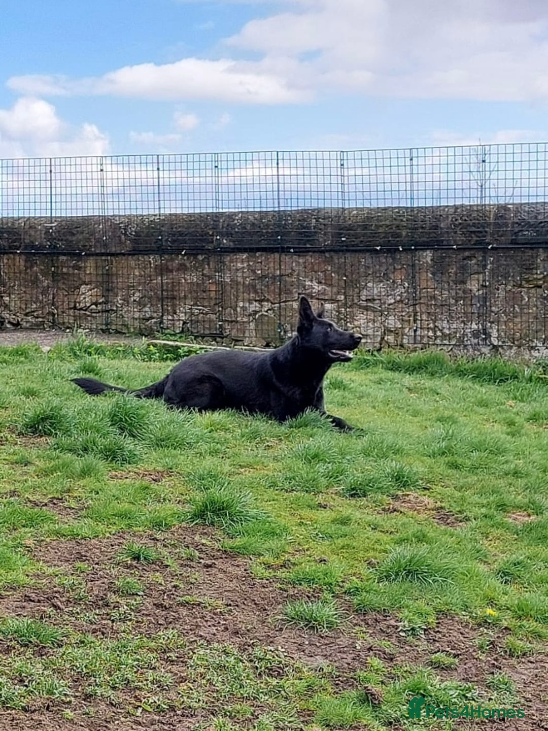 German Shepherd dogs for sale: KC Reg Working Line GSD pups. - Image 3