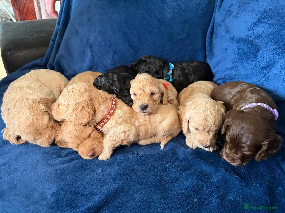 Cockapoo dogs for sale: Beautiful Litter Of Cockapoo Puppies in Colchester - Advert 2