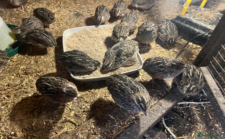 Quail poultry - Advert 2