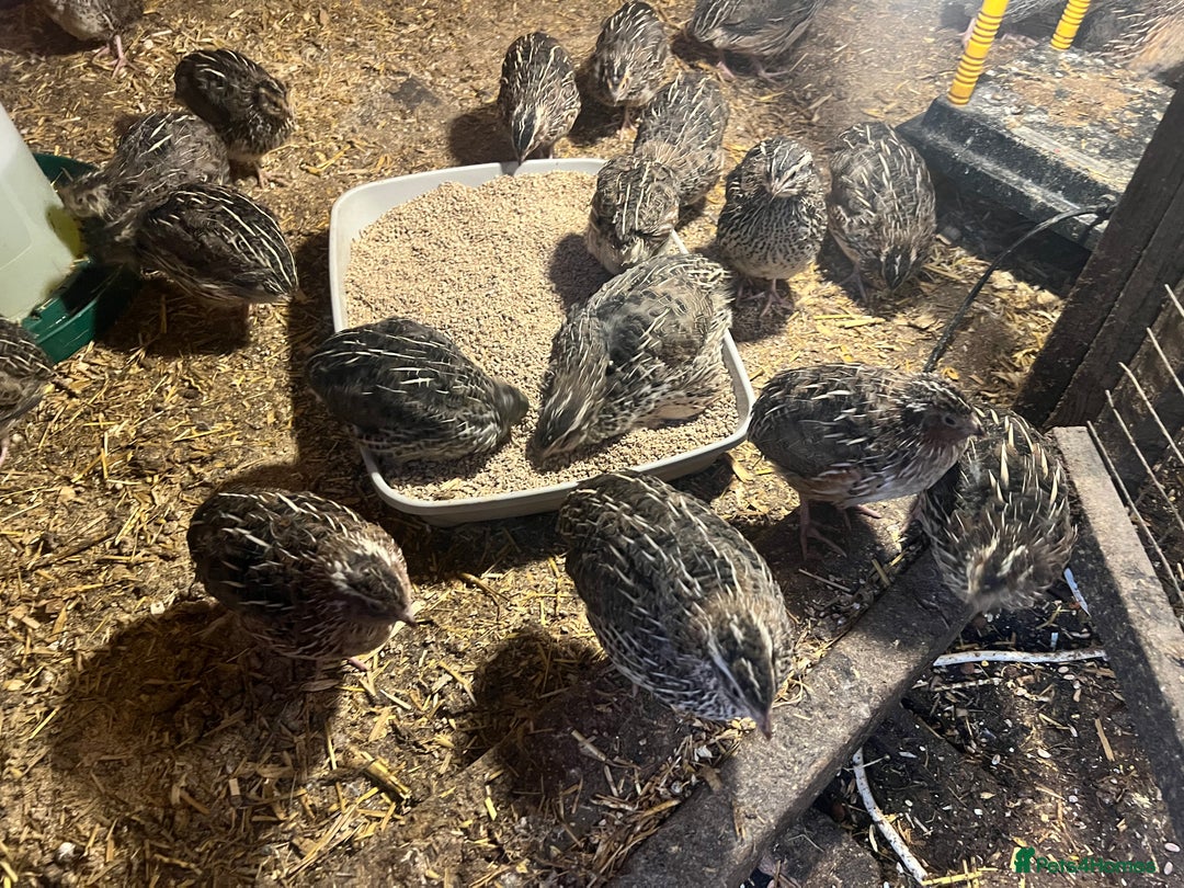 Quail poultry for sale: 11 female and 2 male quail for sale  - Image 1